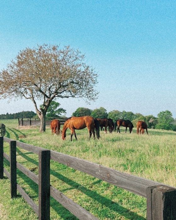 紗栄子が手がける『NASU FARM VILLAGE』はチェックした？話題のスポット那須で休日を過ごそうよ♡