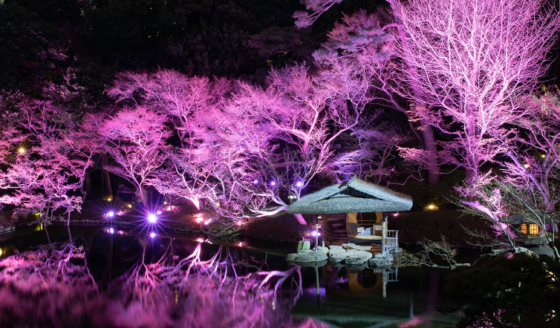 都内近郊でたのしめる♡ちょっと大人なお花見スポット3選