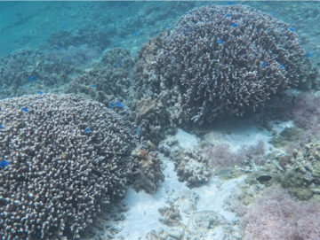 シュノーケリング