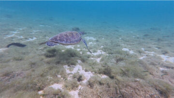 シュノーケリング