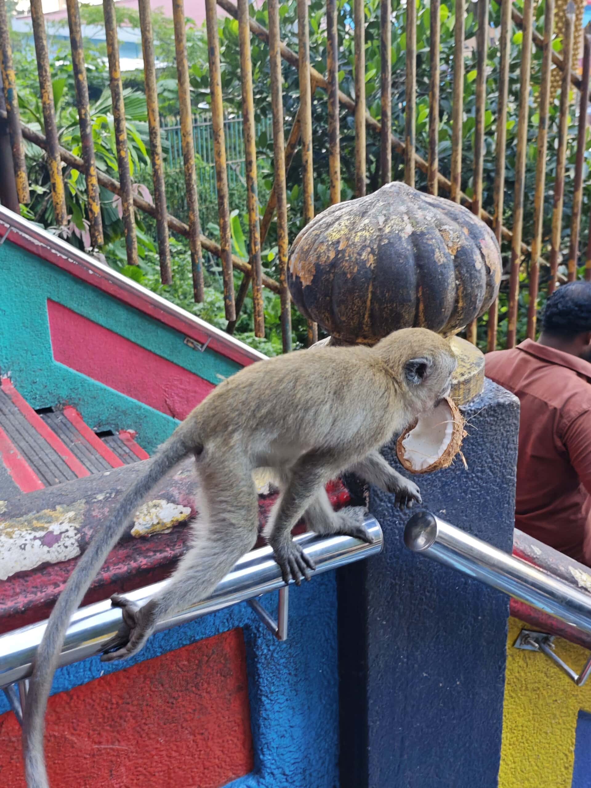 野生のサル