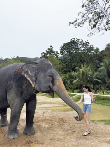 なごみの夏の思い出