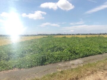 小湊鉄道からの景色
