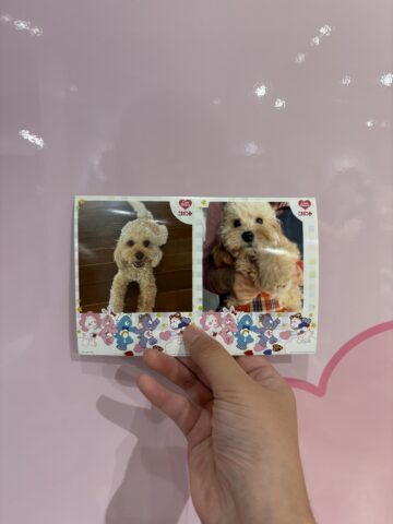 ケアベア ポップアップストア「Care Bears on the stage」