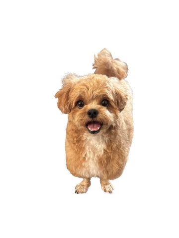 阿比留あんなの愛犬