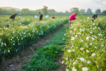 シャネルグラース