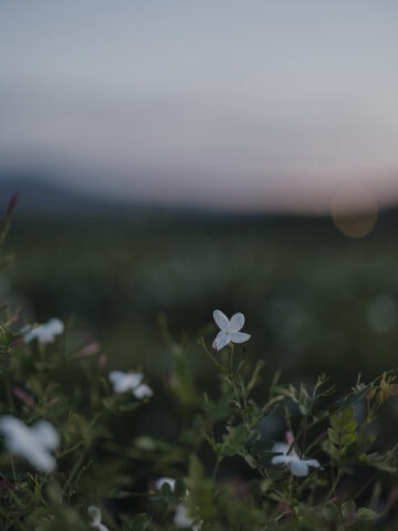 シャネルグラース