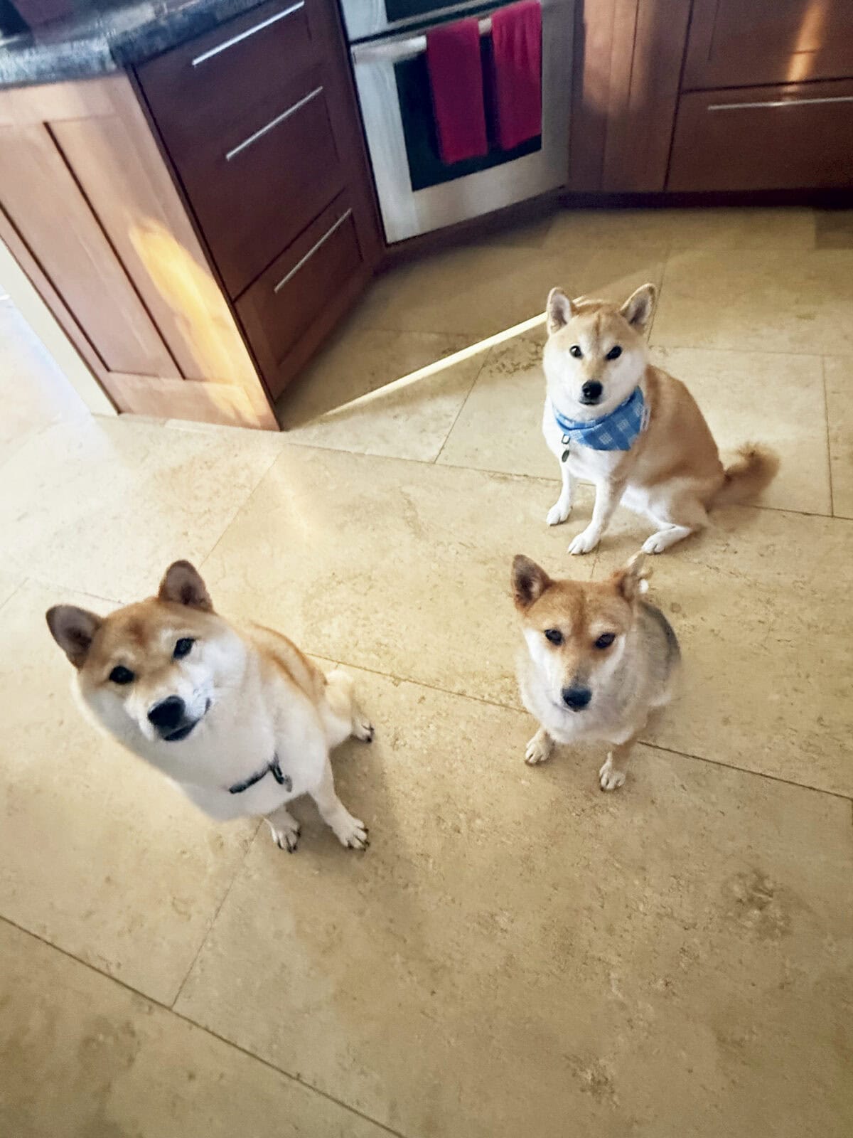 ”Me too.“の別の言い方を 覚えておこう【ハワイのマキさんが教えるGirl’s English】