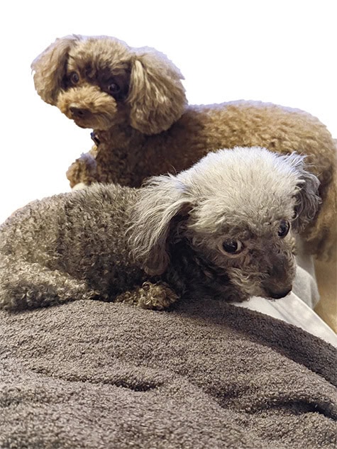 池田美優のお守り