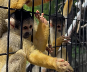 伊豆シャボテン動物公園のサル
