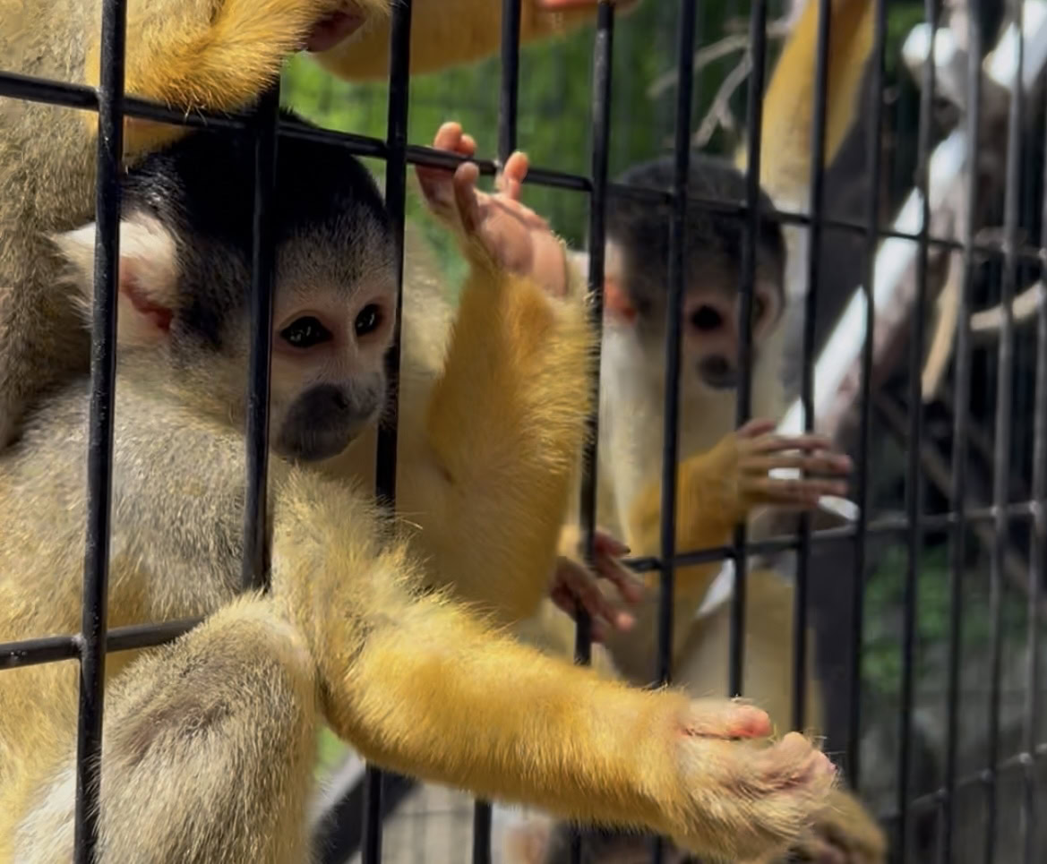 伊豆シャボテン動物公園のサル