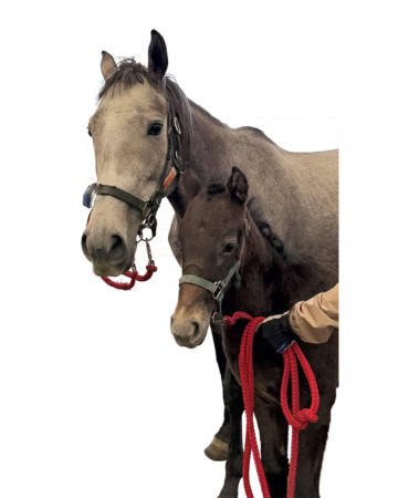 紗栄子とお馬さん