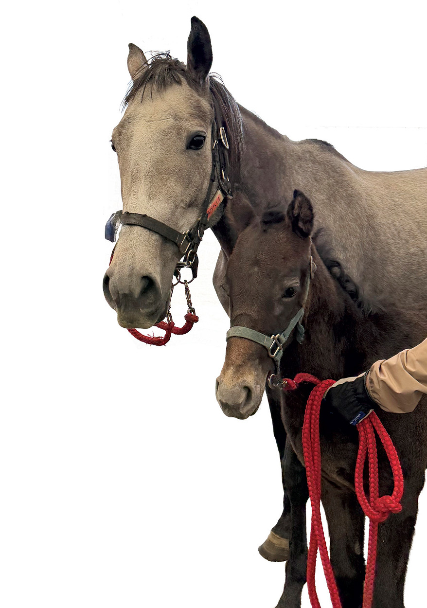 紗栄子とお馬さん