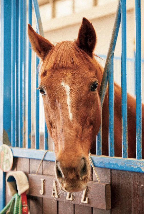 紗栄子とお馬さん