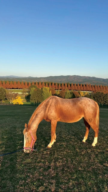 紗栄子とお馬さん