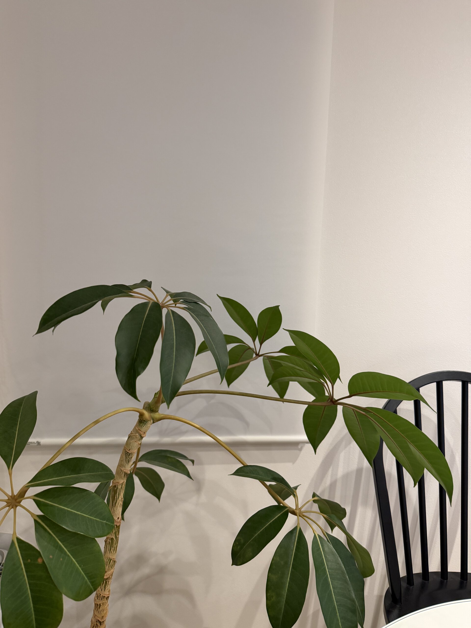 おうちでスピ活＆開運　観葉植物を置く