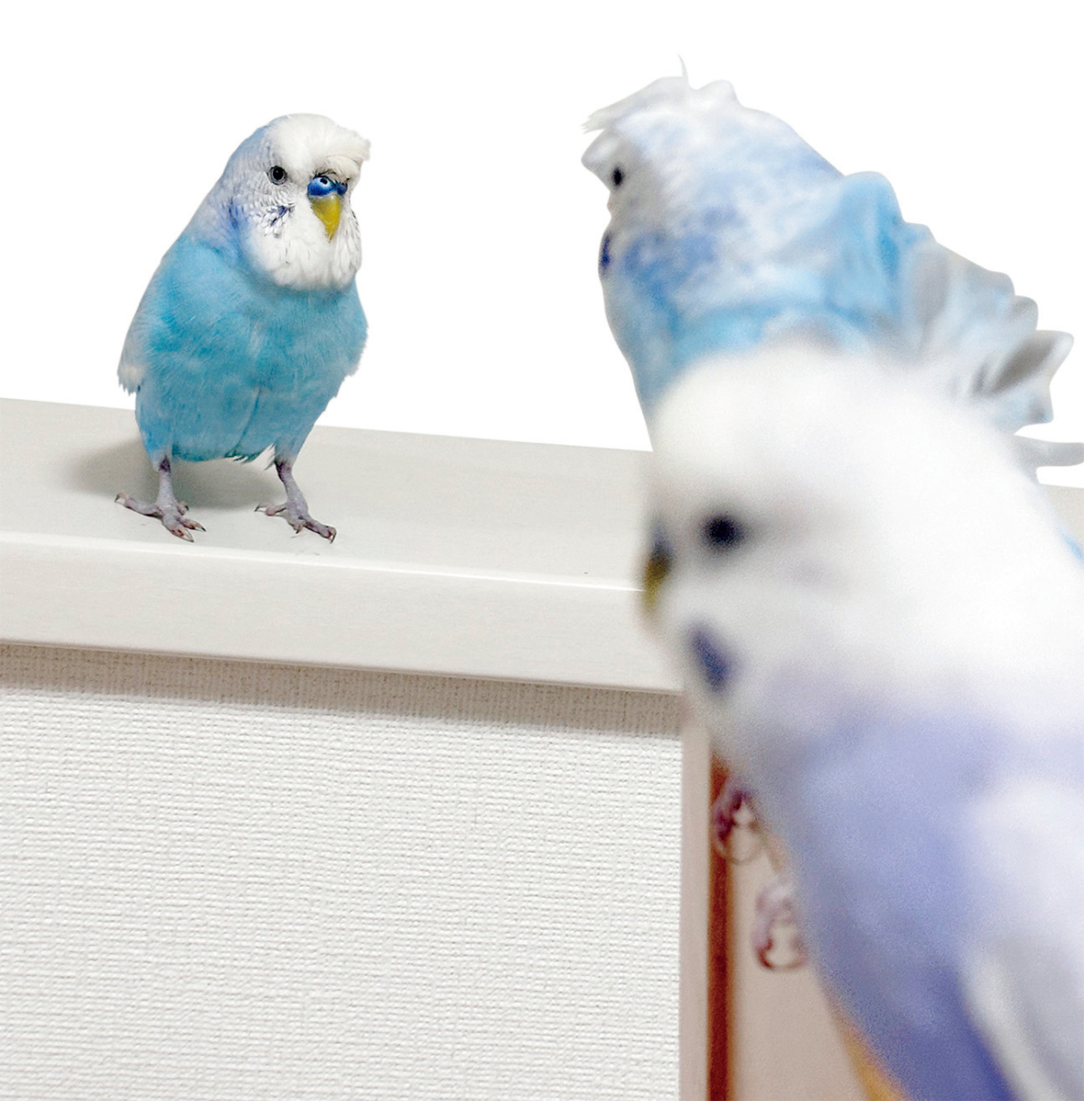 矢吹奈子さんのお守りであり癒やしの存在であるかわいらしい水色のセキセイインコたち