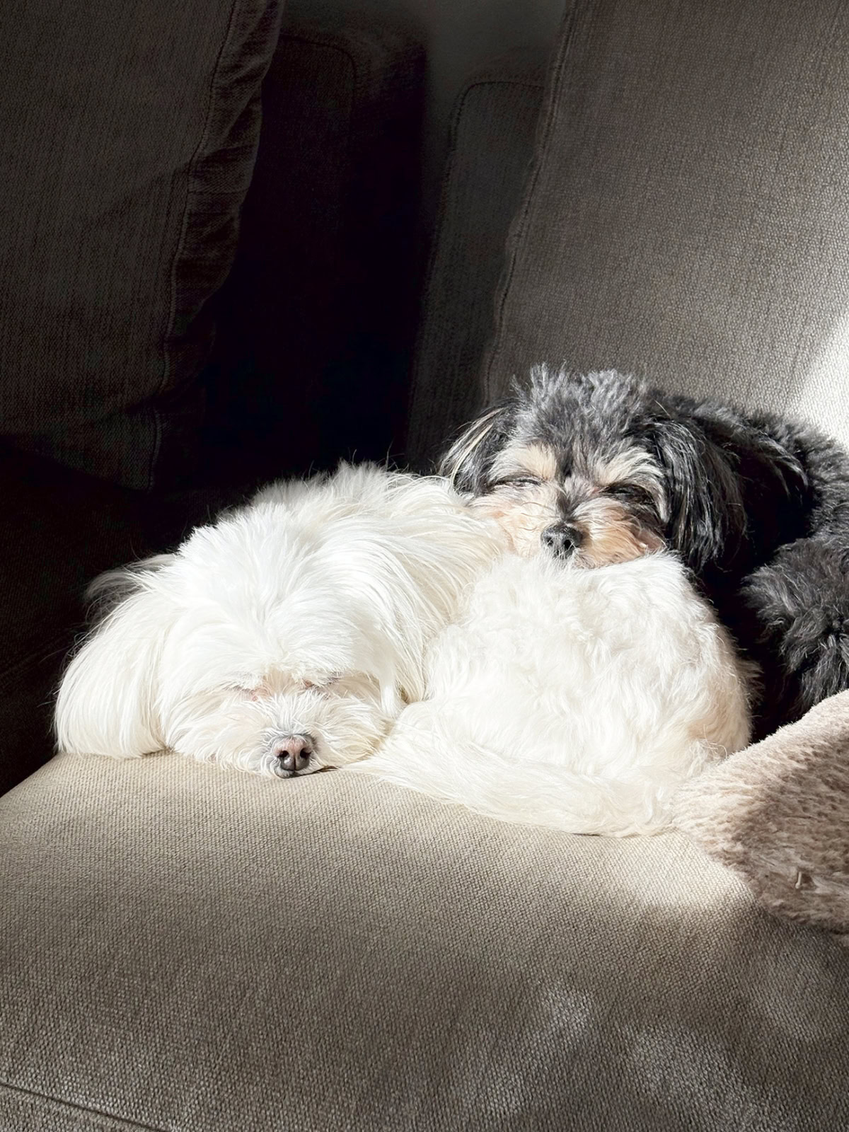 ソファで仲良く身を寄せて眠るなごみさんの愛犬ブランとノア