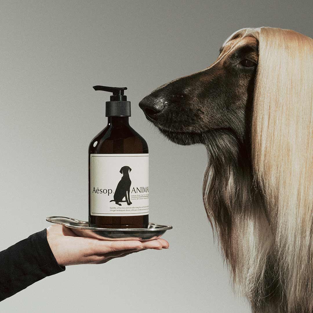 愛犬と行く♡ Aesop（イソップ）の特別イベント｜バンダナ＆足跡バッグの限定特典も！【BEAUTY BUZZ】
