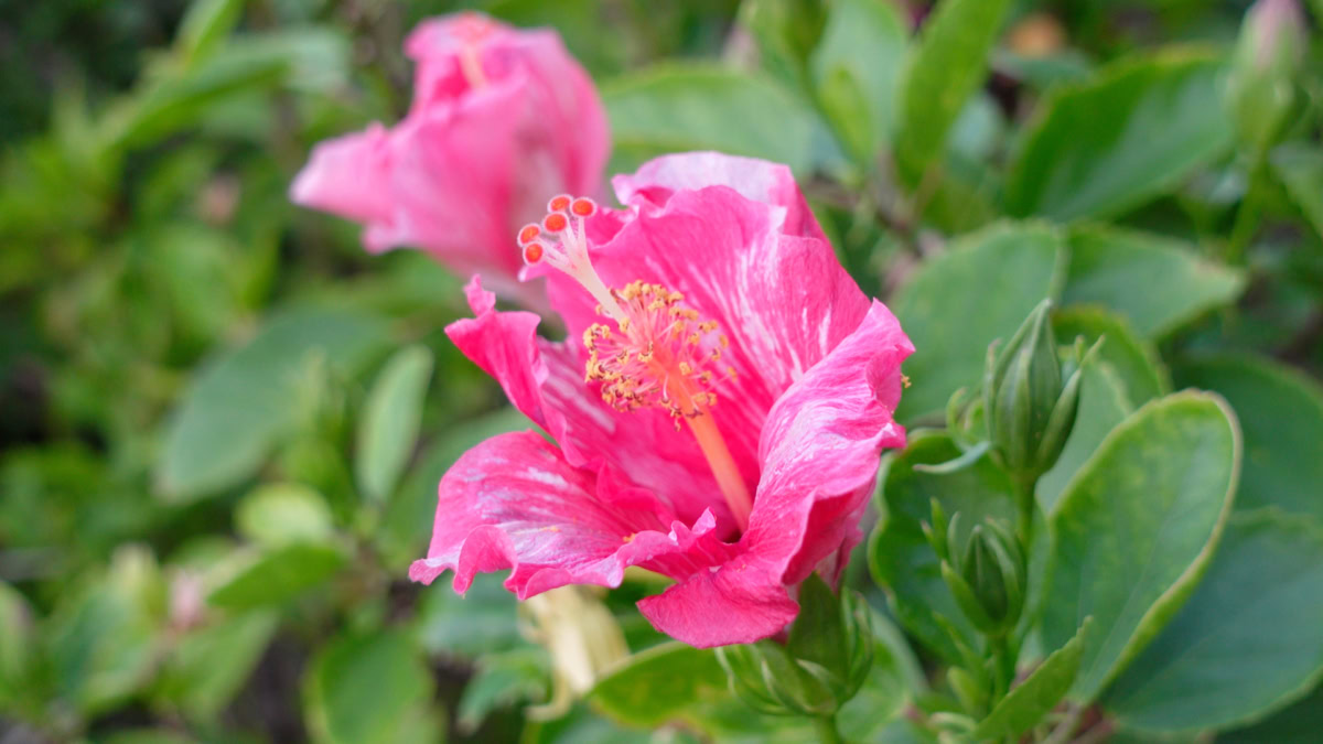 はいむるぶしの敷地内に咲く色鮮やかな南国の花々 