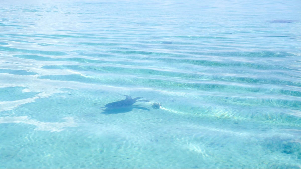 小浜島の透明な海を、海ガメが泳いでいる様子
